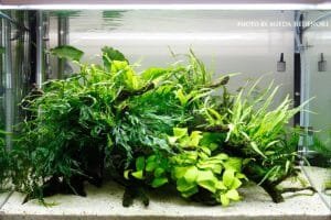 Planted Aquarium Setup - SOO-2AD (Advanced)