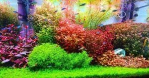 Planted Aquarium Setup